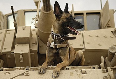Warhound’s Genetically Edited Dogs: A Bid to Modernize America’s Military Canines