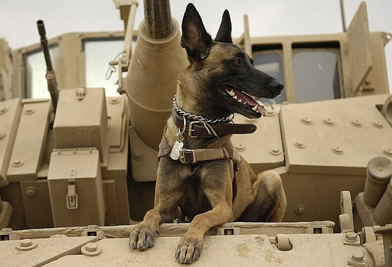 Warhound’s Genetically Edited Dogs: A Bid to Modernize America’s Military Canines