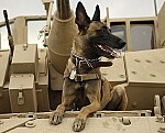 Warhound’s Genetically Edited Dogs: A&nbsp;Bid to&nbsp;Modernize America’s Military Canines